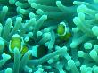 Anemonen Fische