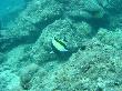 Wimpel Fisch